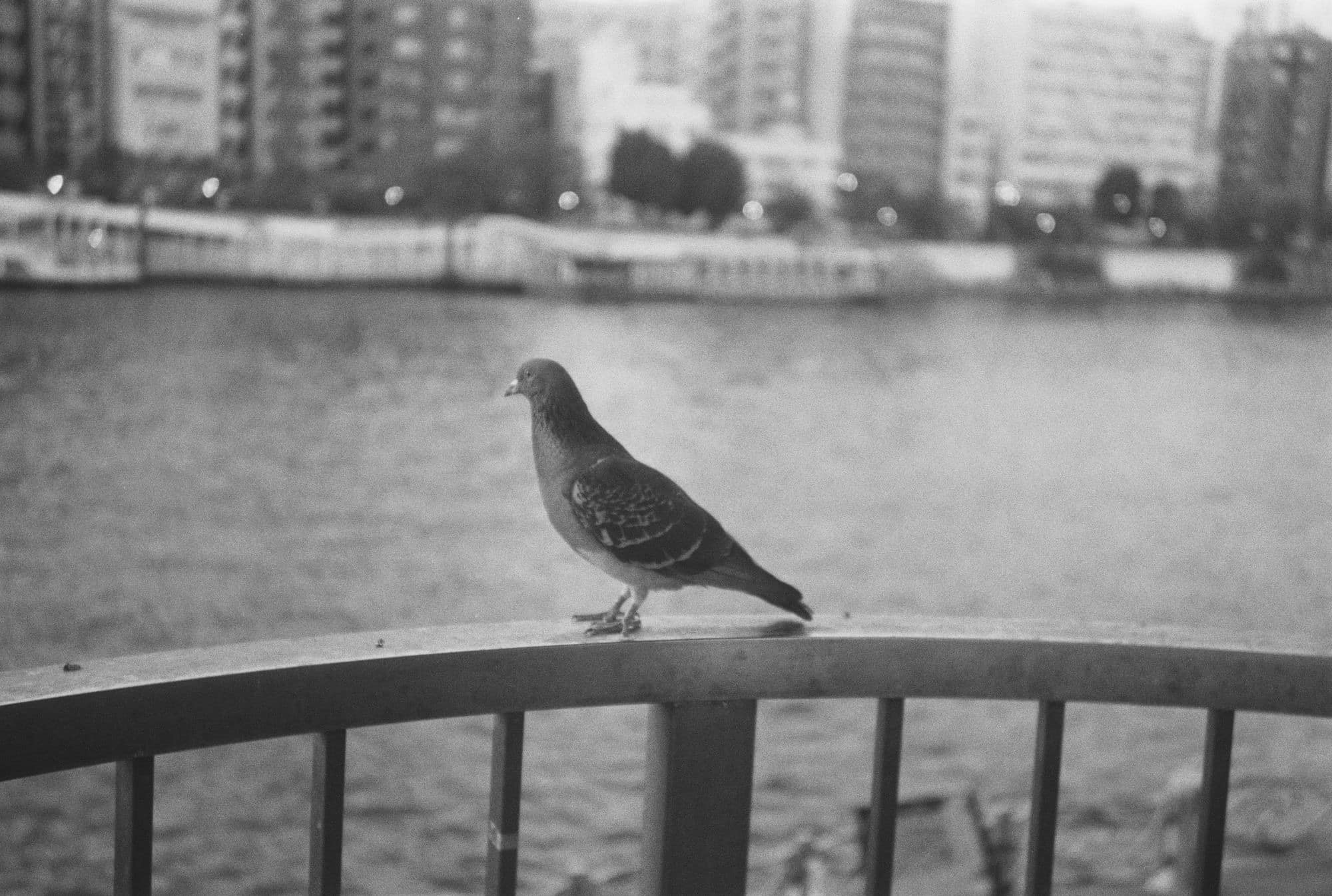 川沿いの手すりにとまる鳩のモノクロ写真